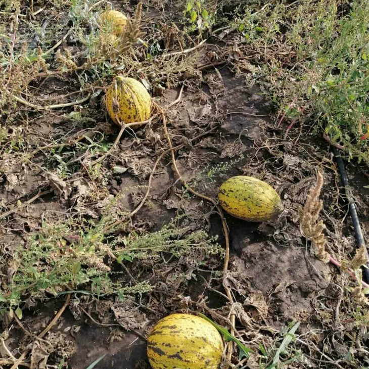 Кіркаач 637 / Kirkaach 637 фото 2