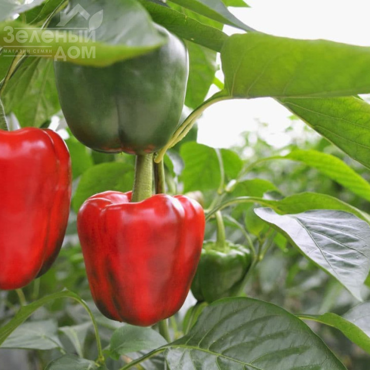 Ред Вондер F1 / Red Wonder F1,60-70 днів фото 1