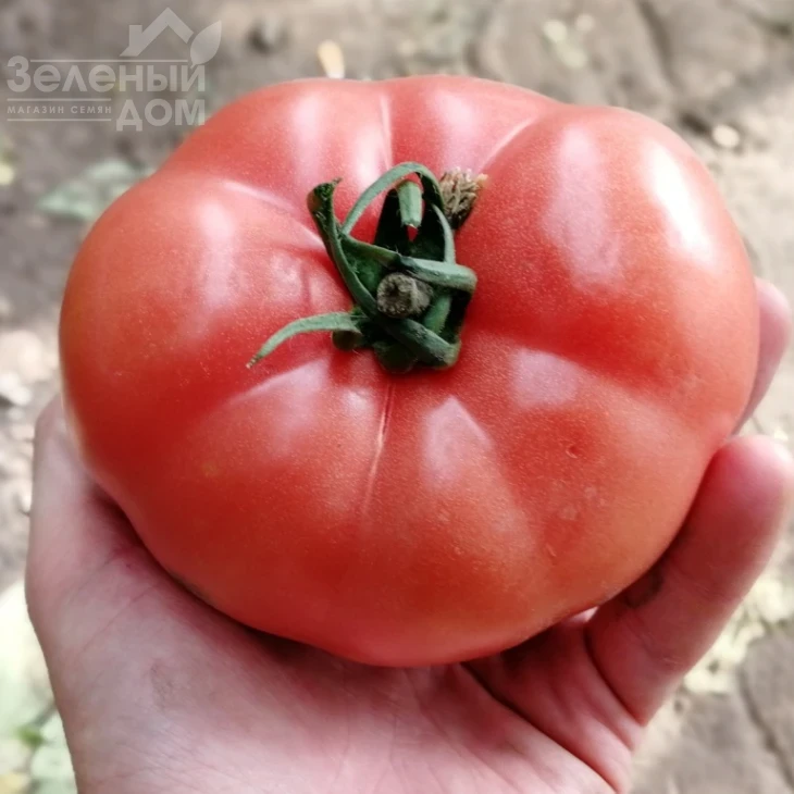 Динеро 082 F1 / Dinero 082 F1 фото 2