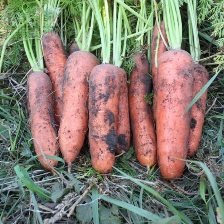 Нью Курода / New Kuroda, 85-95 дней фото 1