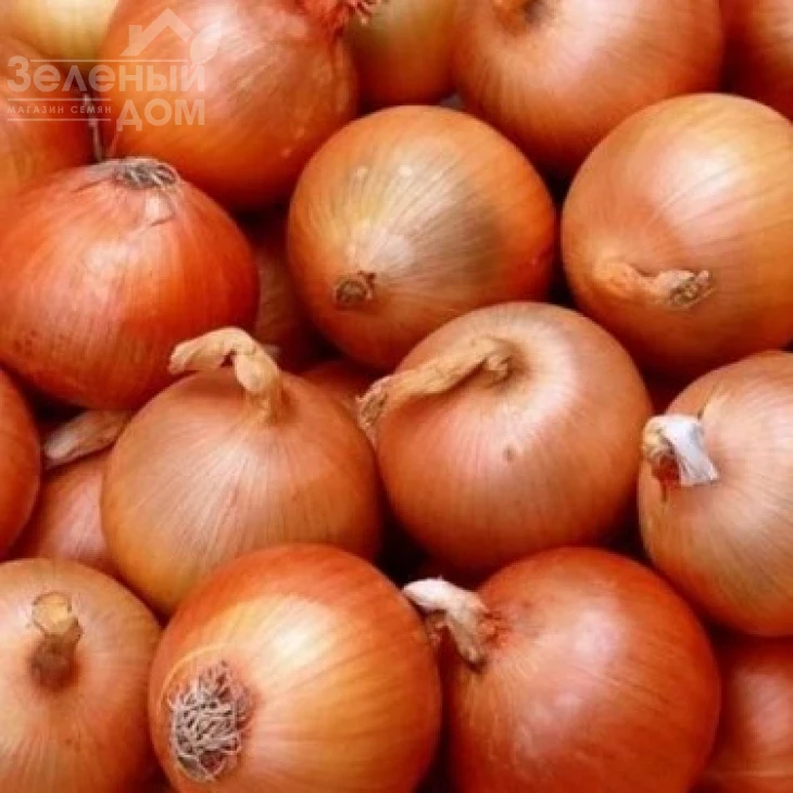 Медуза F1 / Medusa F1,110 дней фото 1