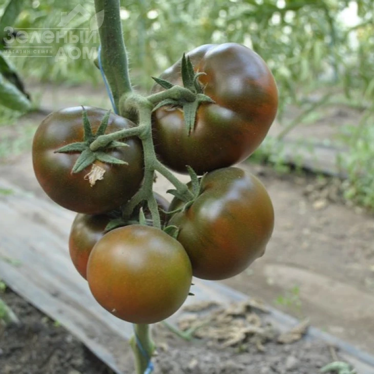 Бронсон F1 / Bronzon F1,70 дней фото 3