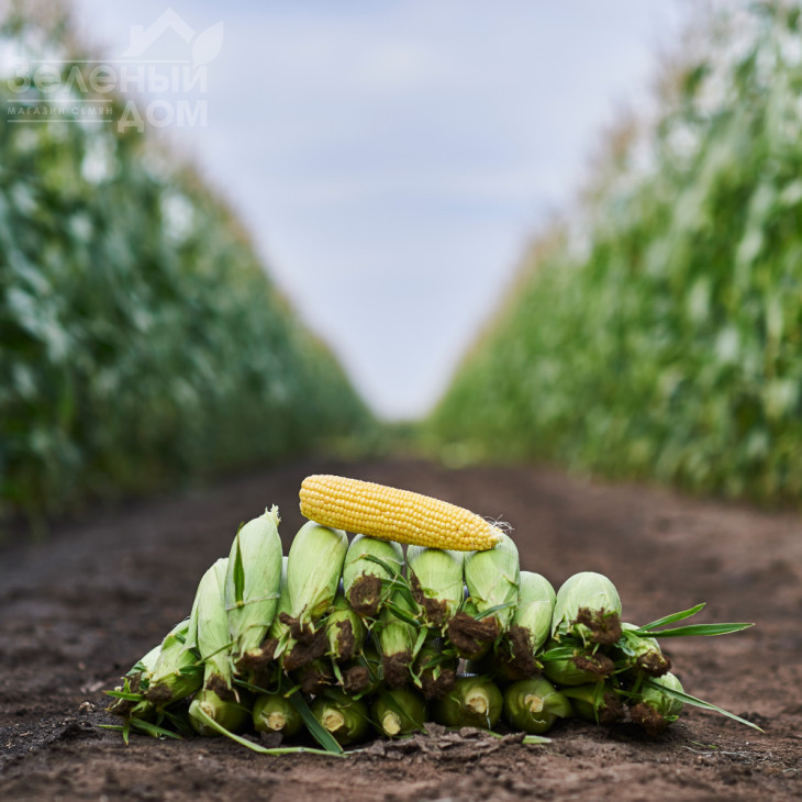 Світстар F1 / Sweetstar F1,73 дні фото 1