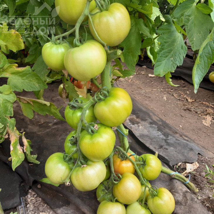 Селла F1 / Sella F1, 58-62 дні фото 2