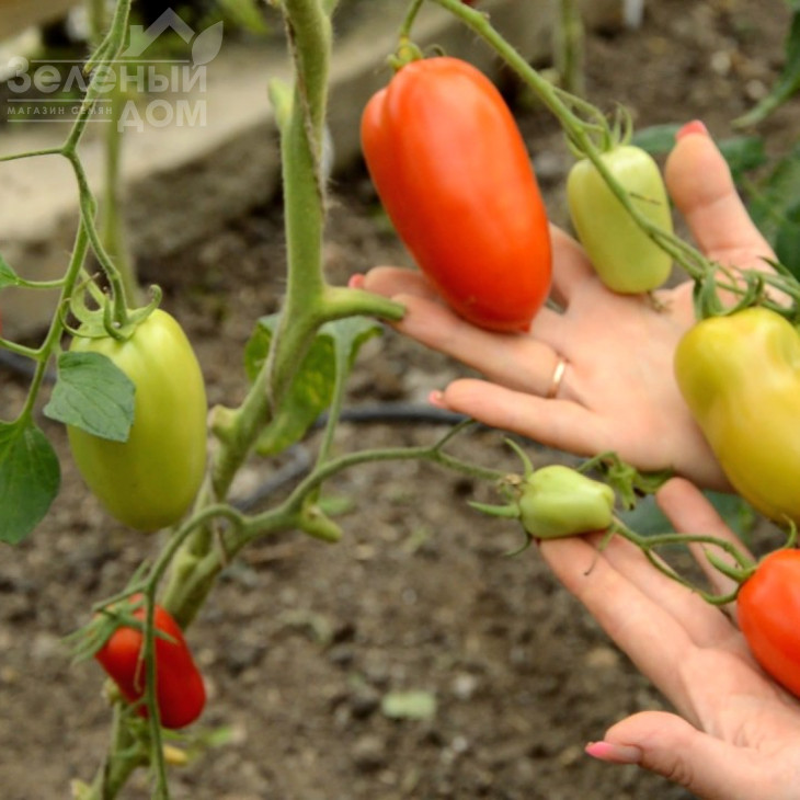 Хайпіл 108 F1 / Hypeel 108 F1, 63 - 68 днів фото 1