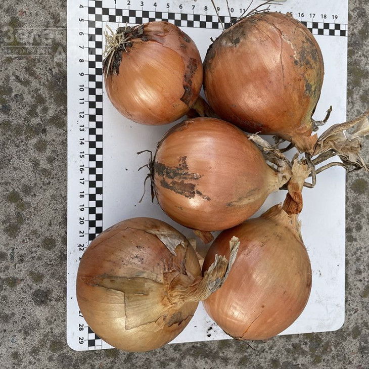 Денді F1 / Dendi F1, 100 днів фото 2