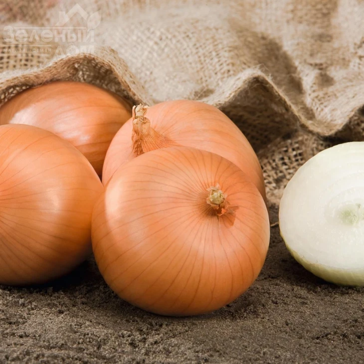 Сафран F1 / Safrane F1,110 дней фото 1