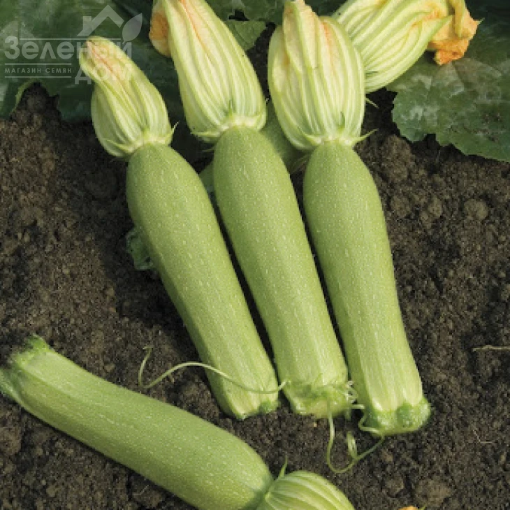 Невира F1 / Nevira F1,42-45 дней фото 1