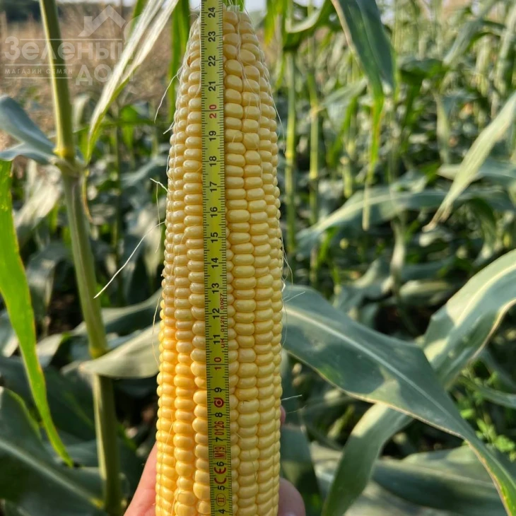 Камук F1 / Kamuk F1, 78 дней фото 5