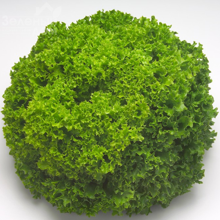 Левістро / Levistro фото 1