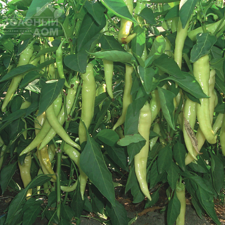 Хотстар F1 / Hotstar F1 фото 2