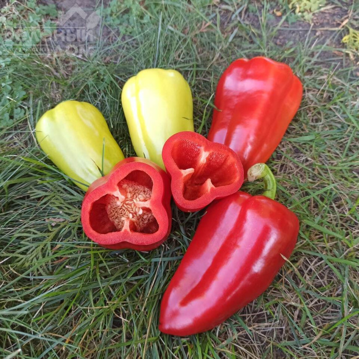 Поло F1 / Polo F1 фото 1