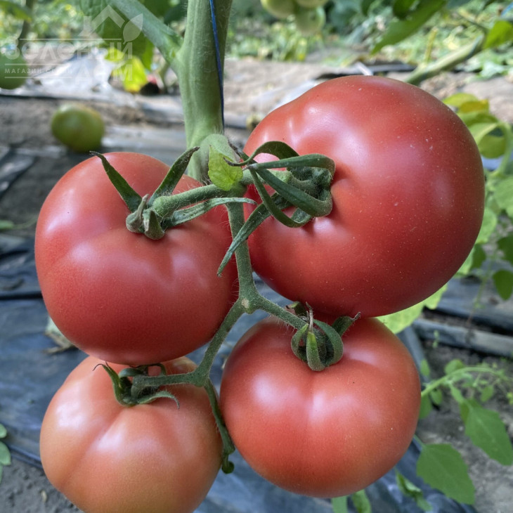 ТЛ 30002 F1 / TL 30002 F1, 60-65 днів фото 2