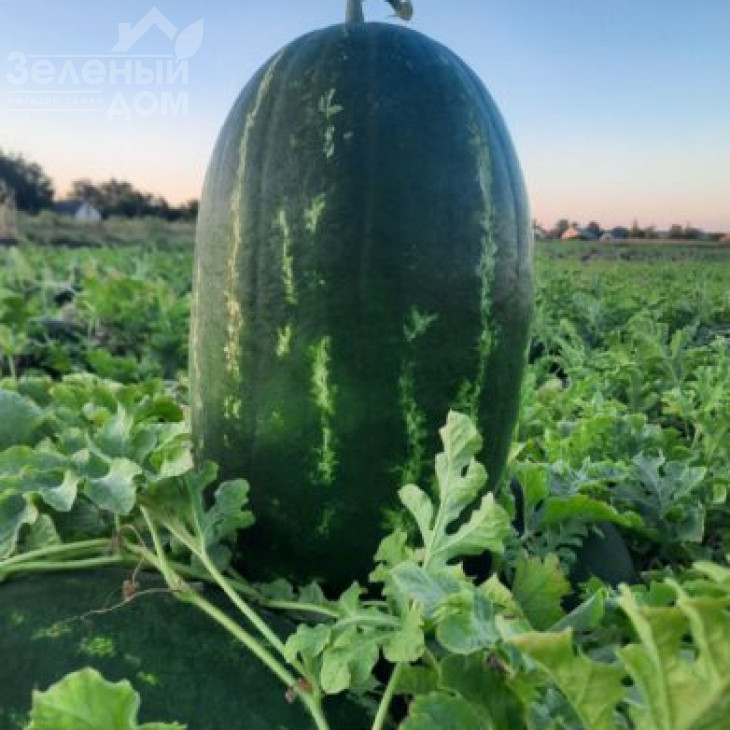 Віллінг F1 / Villing F1, 70 днів фото 1