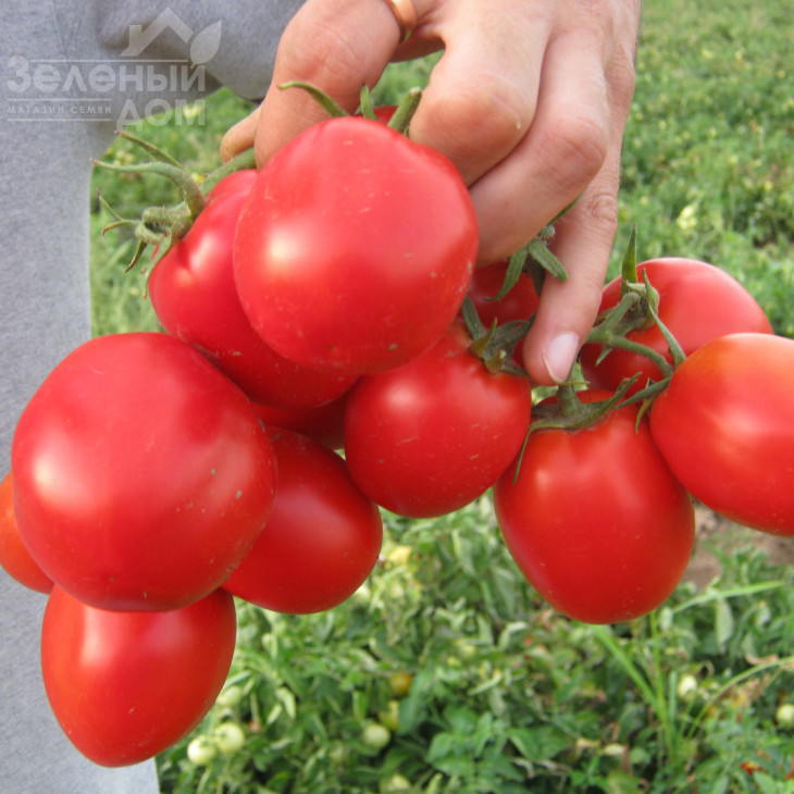 Апгрейд F1 / Apgreyd F1,70-75 днів фото 1