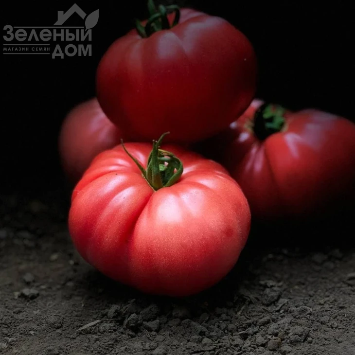 Сонароза F1 / Sonaroza F1 фото 7