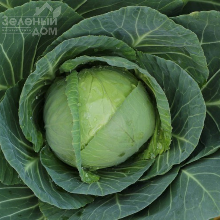 Рітмо F1 / Ritmo F1,120-125 днів фото 1