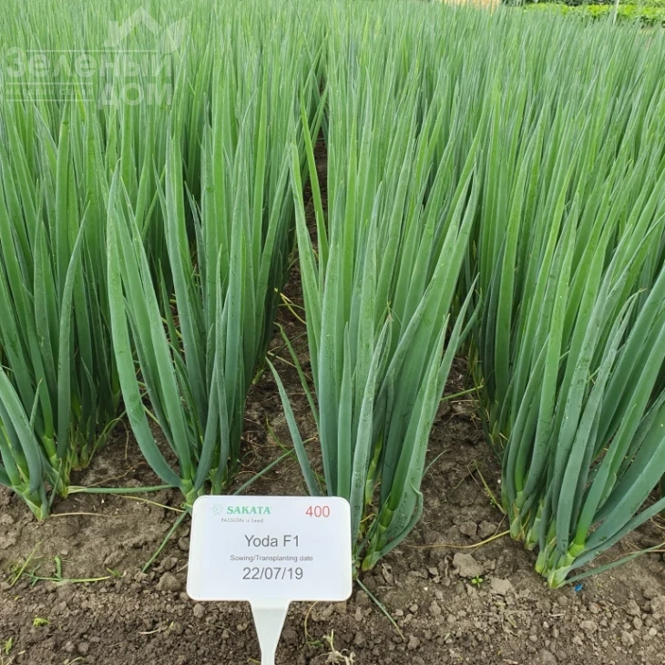 Йода F1 / Yoda F1 фото 3