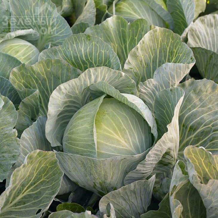 Кеплер F1 / Kepler F1 фото 1