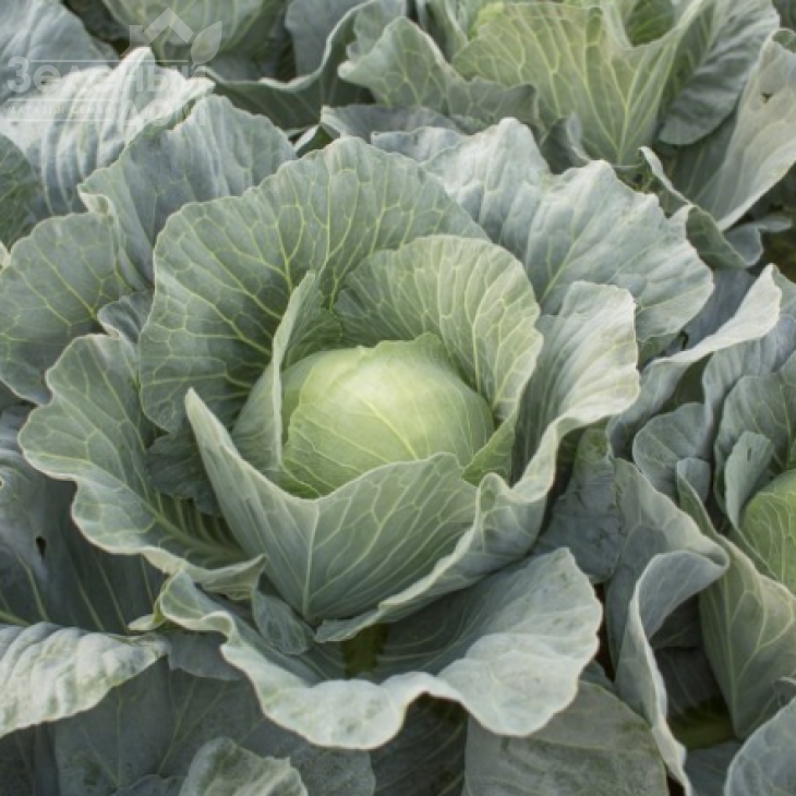 Каббіс F1 / Kabbis F1,85-95 днів фото 1