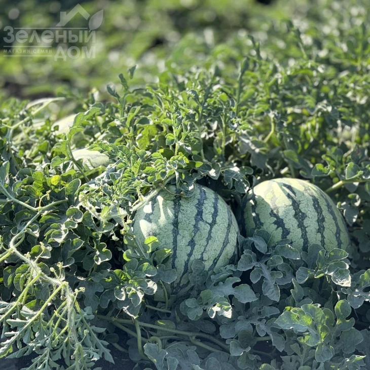 Сан Еллоу F1 / San Yellow F1, 60–65 дней фото 2