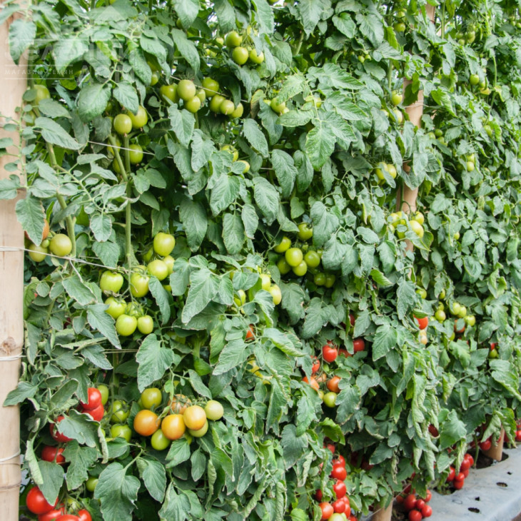 Томоко F1 / Tomoko F1,70-75 днів фото 1