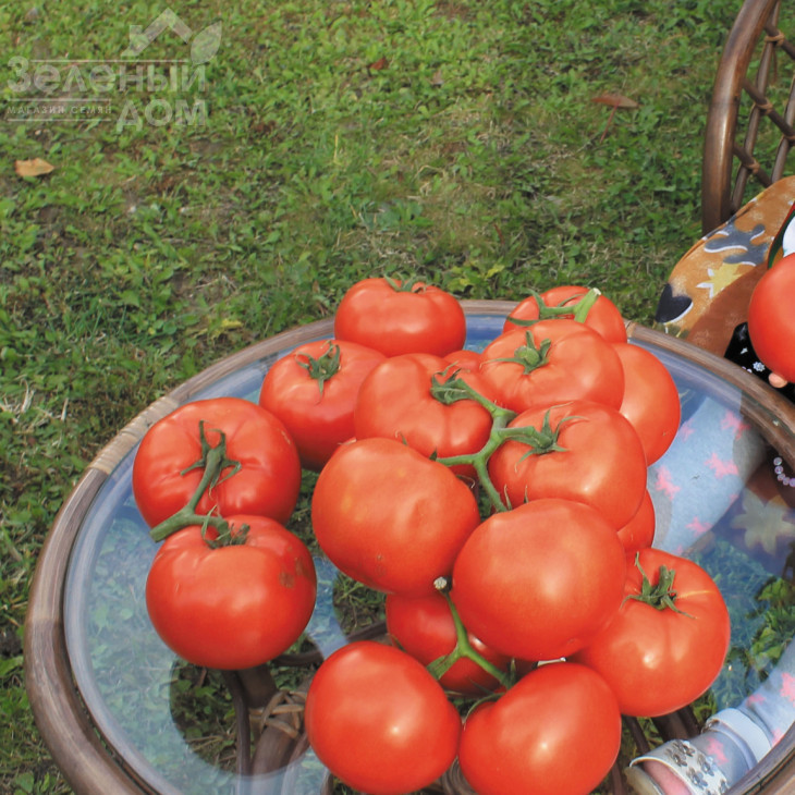 Панекра F1 / Panekra F1,58-60 днів фото 2