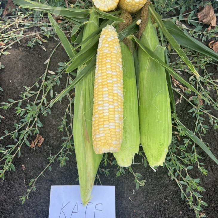 Кейт F1 / Kate F1, 76-77 днів фото 2