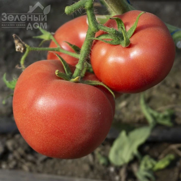 Панамера F1 / Panamera F1,60-62 дня фото 1