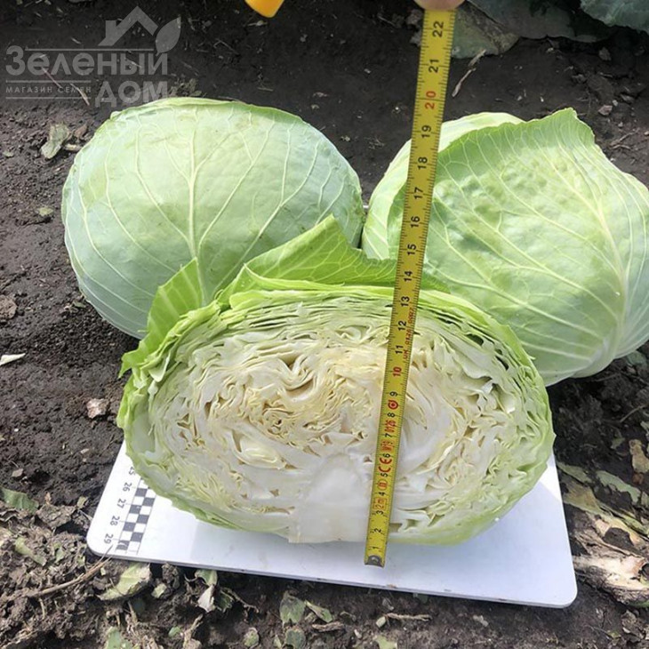 Вермонт F1 / Vermont F1,75-85 днів фото 2