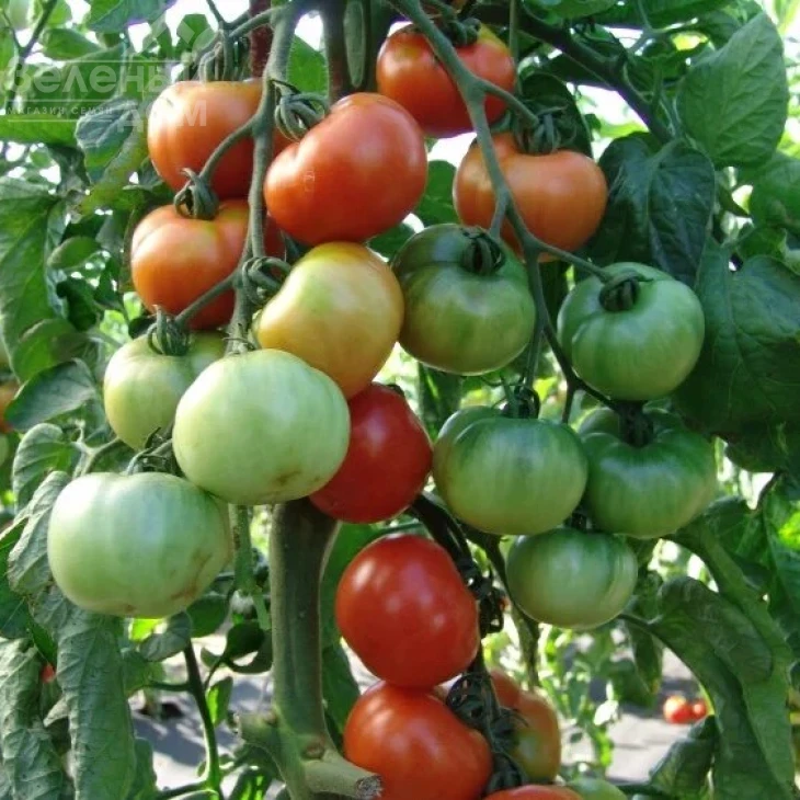 Торо F1 / Toro F1,60-70 дней фото 2