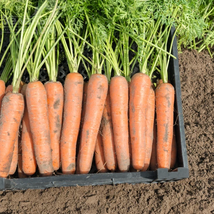 Ниагара F1 / Niagara F1,100 дней фото 1