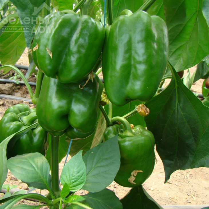 Соломон F1 / Solomon F1,65-70 днів фото 3