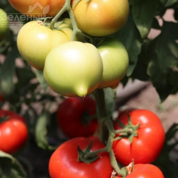 Доминет F1 / Dominet F1 фото 2