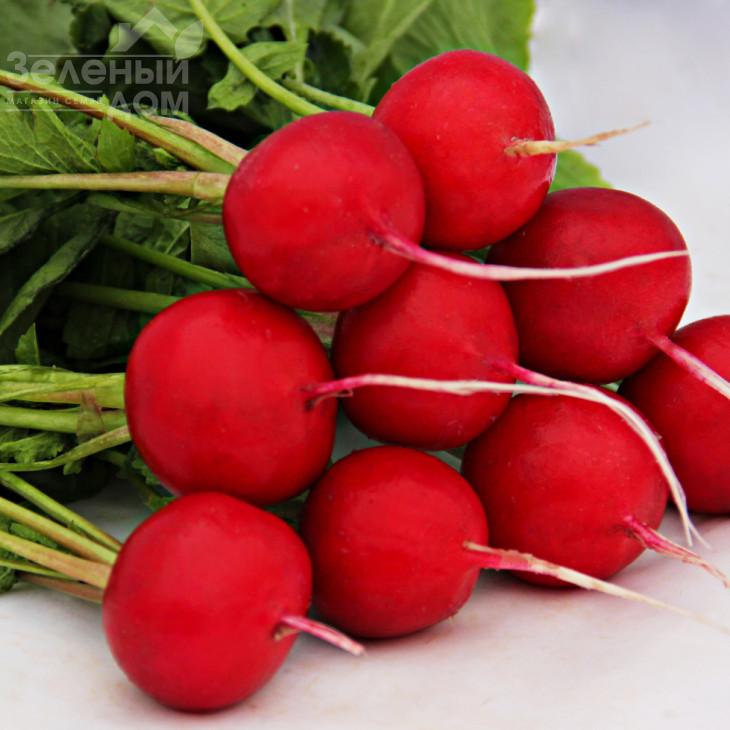 Адель F1 / Adel F1  (Стандарт+, 2.4-2.6),22-25 днів фото 1