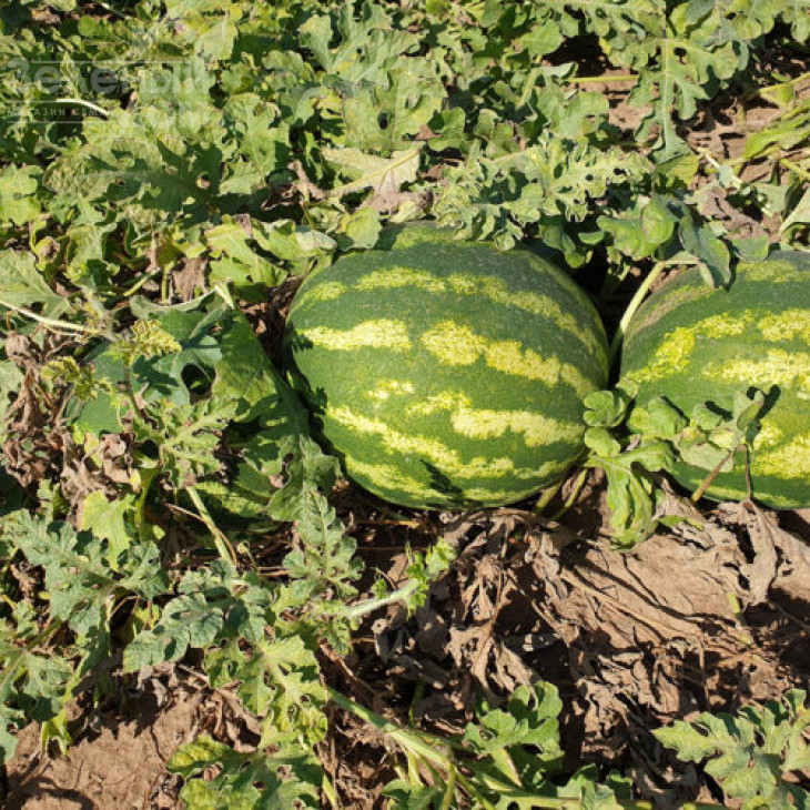 Дата F1 / Data F1, 70-73 дні фото 3