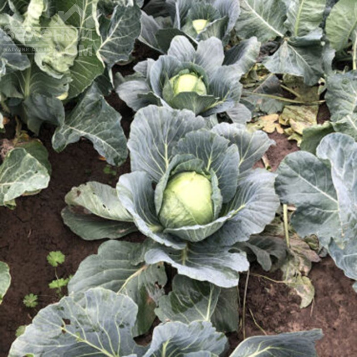 Вірджинія F1 / Virdzhiniya F1, 45-50 днів фото 1