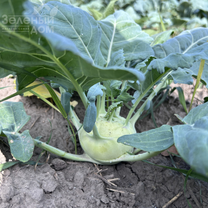 Квік Стар F1 / Kvik Star F1  фото 3