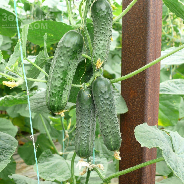 ЗКИ-104 F1 / ZKI-104 F1,42 дні фото 1