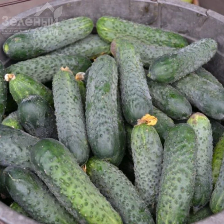 Убеда F1 / Ubeda F1,45-48 дней фото 2