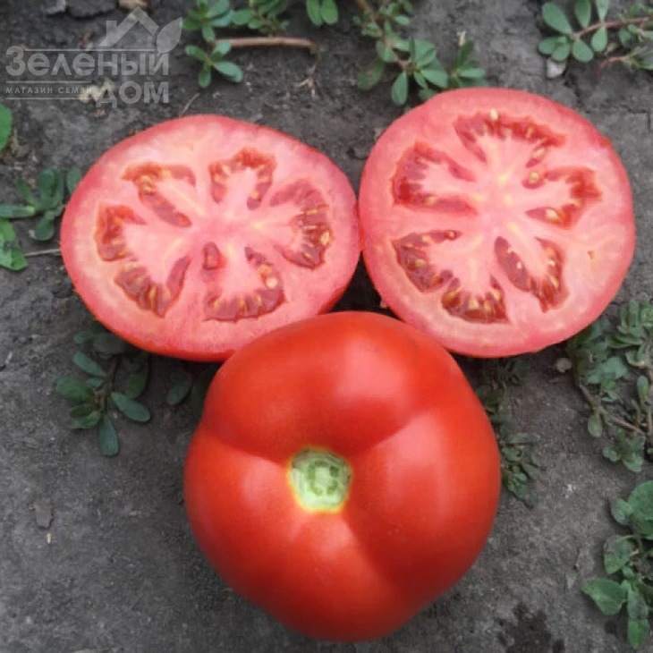 Песадо F1 / Pesado F1,100 дней фото 2