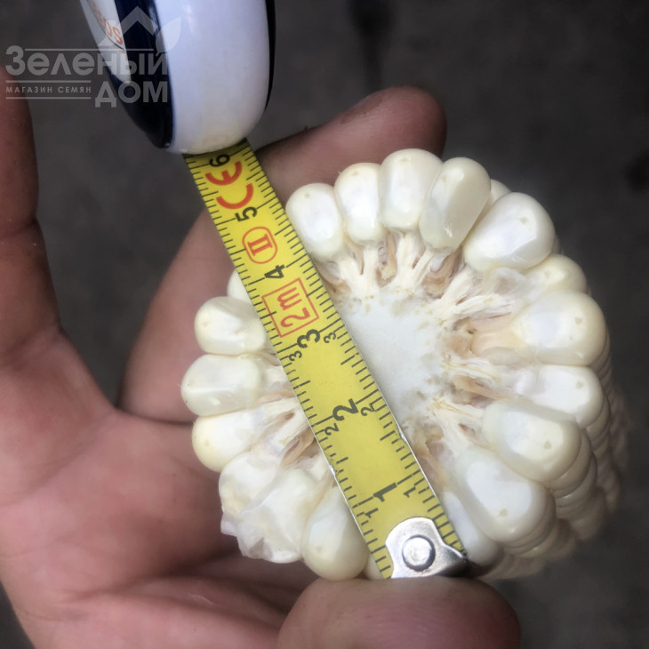 Айрон F1 / Ayron F1, 74 дні фото 7