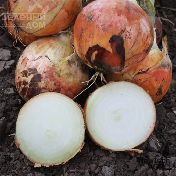 Фенікс F1 / Phenix F1, 85-90 днів фото 1