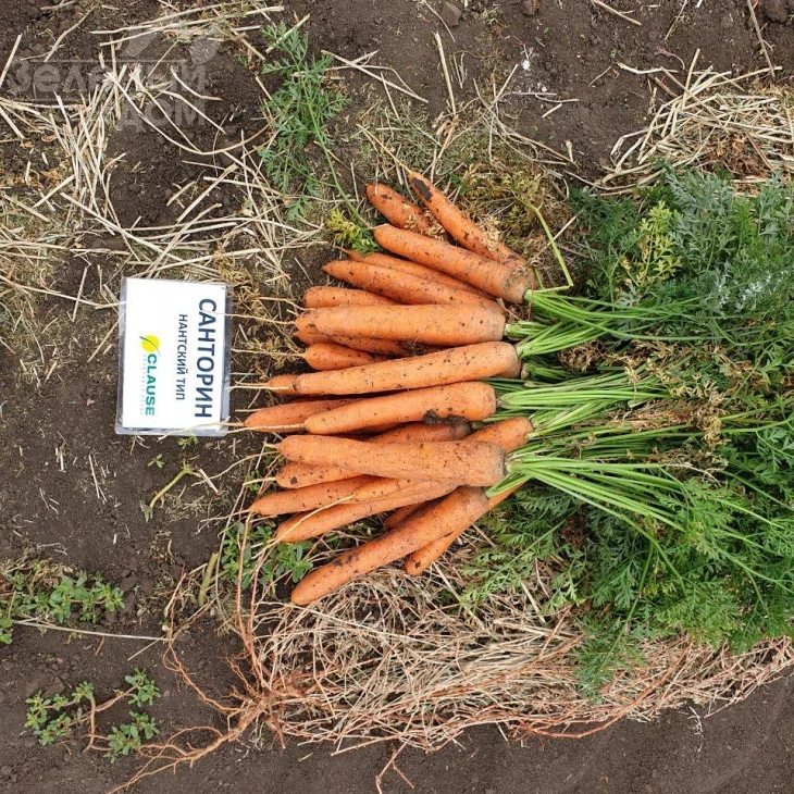 Санторин F1 / Santorin F1,120 дней фото 4