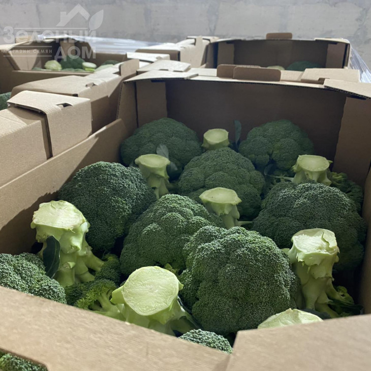 Самоа F1 / Samoa F1, 55-60 днів фото 3