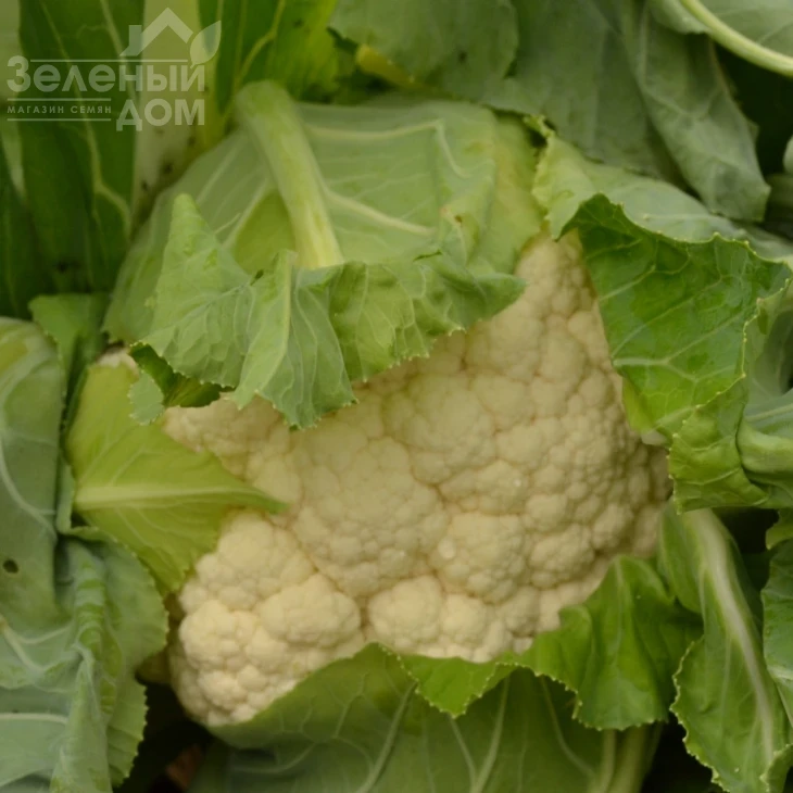 ТС 19-1403  F1 / TS 19-1403  F1, 60-65 дней фото 2