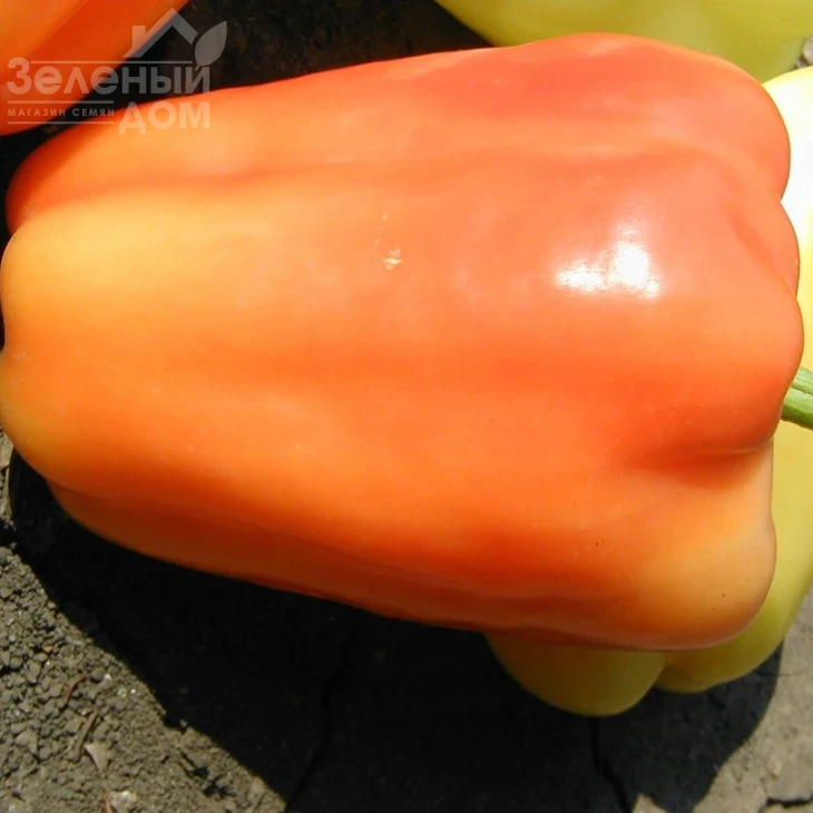 Фламинго F1 / Flamingo F1,65 дней фото 1