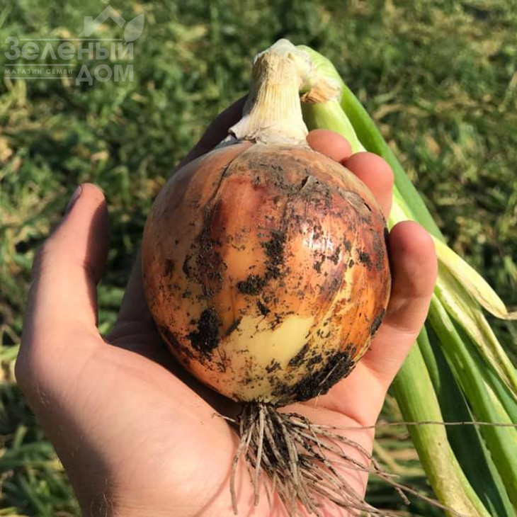 Ріно F1 / Rino F1,115-120 днів фото 2