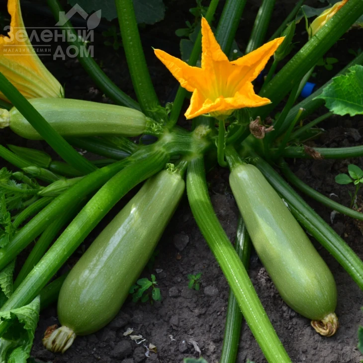 ТС 21-0042 F1 / TS 21-0042 F1 фото 1