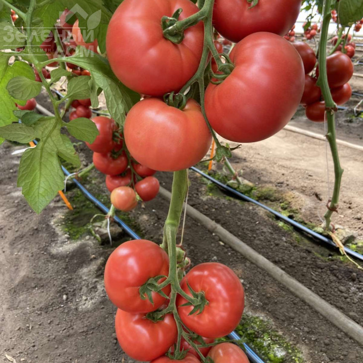 Зухраза F1 / Zuhrasa F1 фото 1